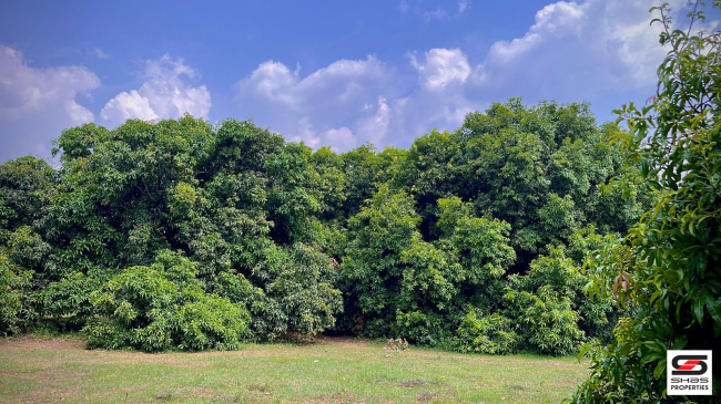 Mango farm for sale in Walayar, Palakkad