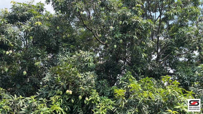 Mango farm for sale in Walayar, Palakkad