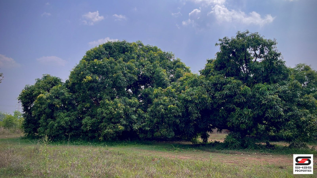 Mango farm for sale in Walayar, Palakkad