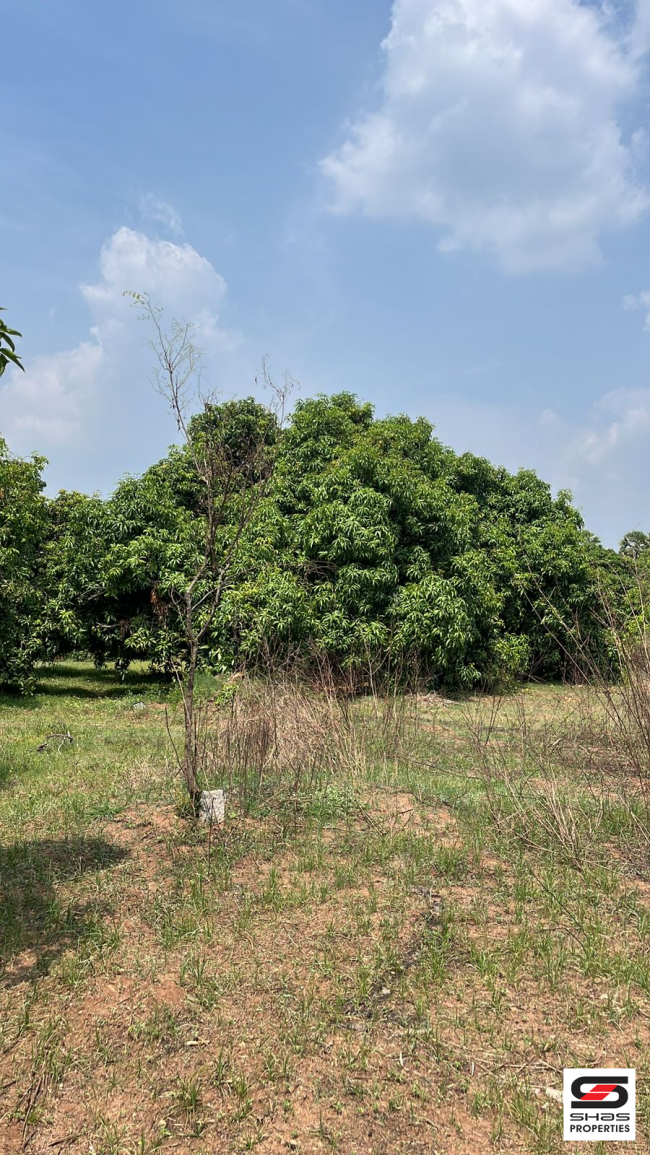 Mango farm for sale in Walayar, Palakkad
