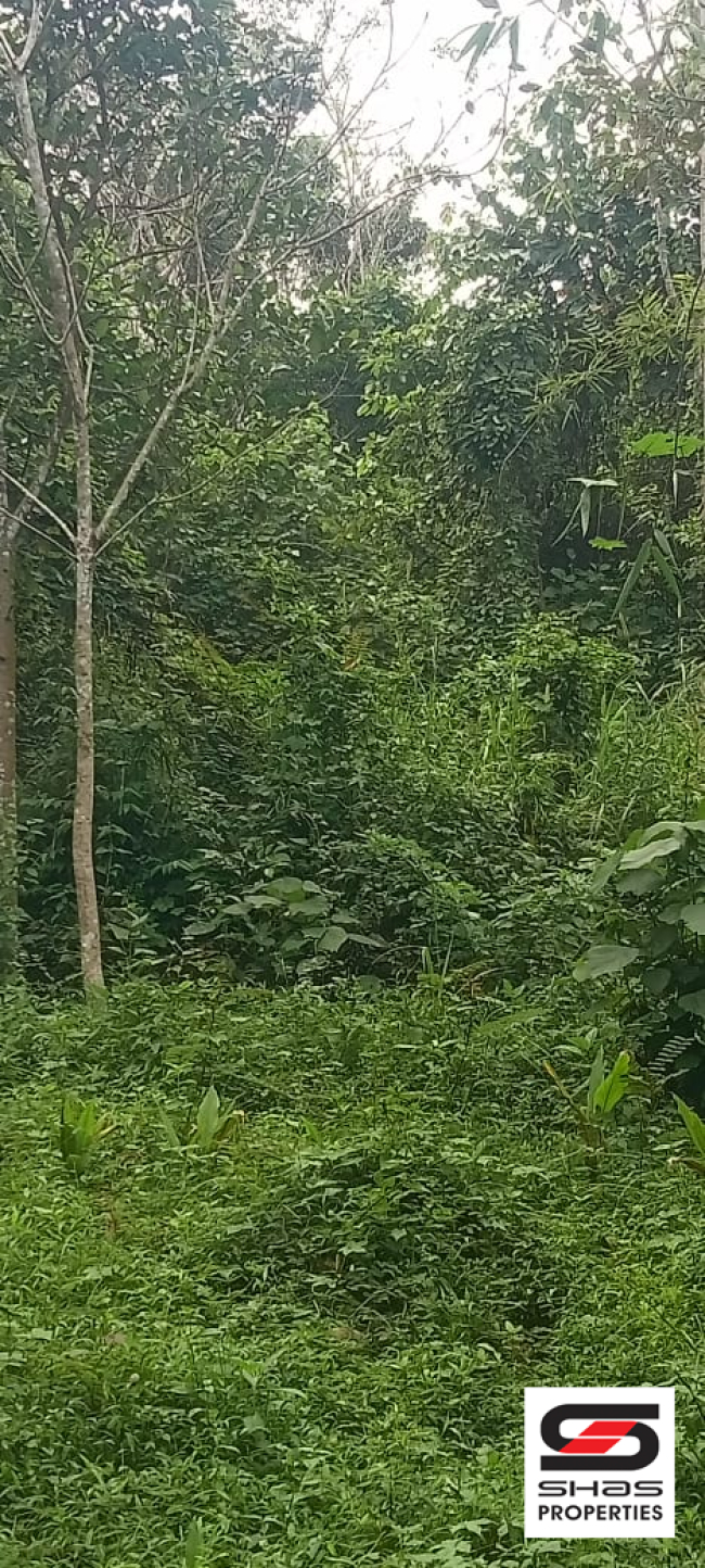 Rubber plot for sale near Cherupuzha, Kannur