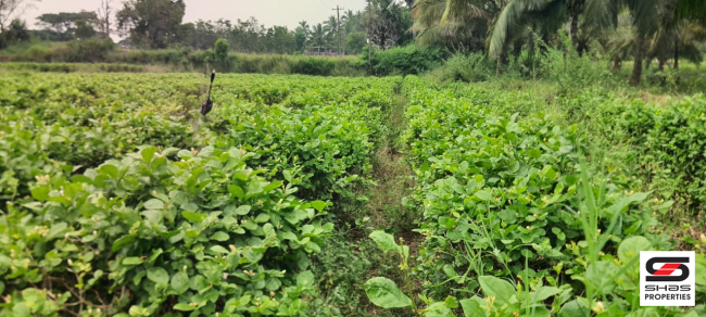 Farmland for sale in Kozhinjampara, Palakkad