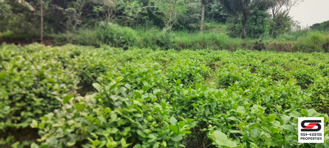 Farmland for sale in Kozhinjampara, Palakkad