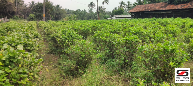 Farmland for sale in Kozhinjampara, Palakkad