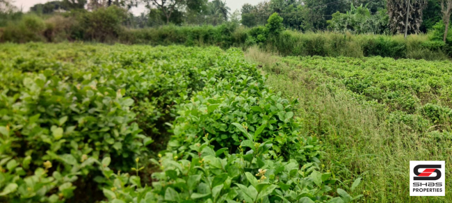 Farmland for sale in Kozhinjampara, Palakkad