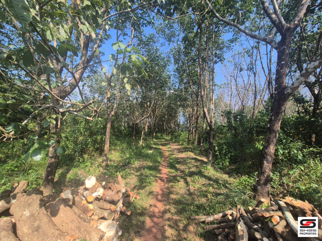 Land for sale in Nayattupara, Kannur