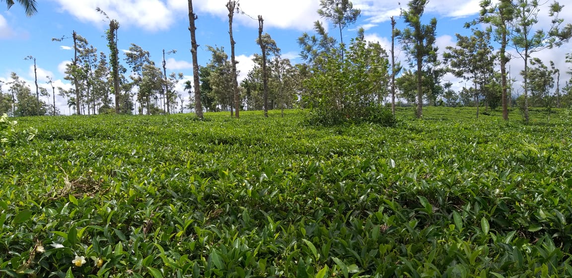 5 Acre tea plantation land for sale in Wayanad Sulthan Bathery Kerala