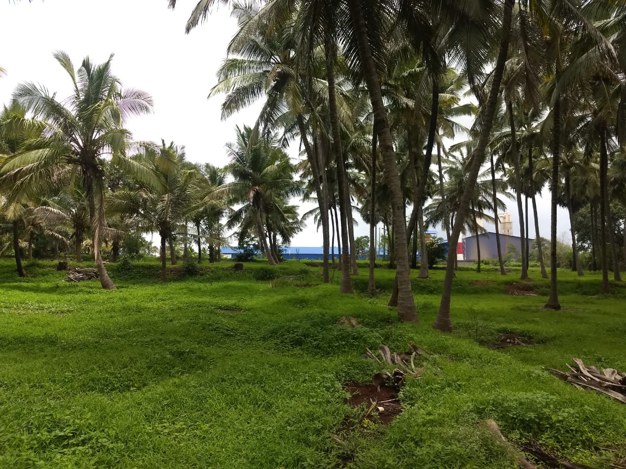 4.5 Acres Coconut farm land for sale in Kozhinjampara Palakkad Kerala