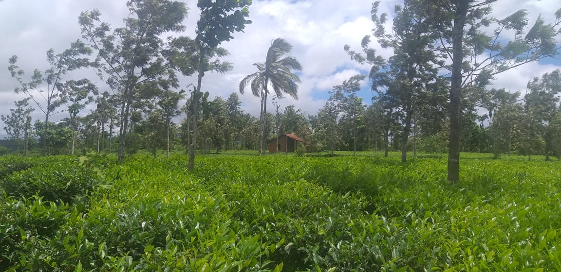 5 Acre tea plantation land for sale in Wayanad Sulthan Bathery Kerala