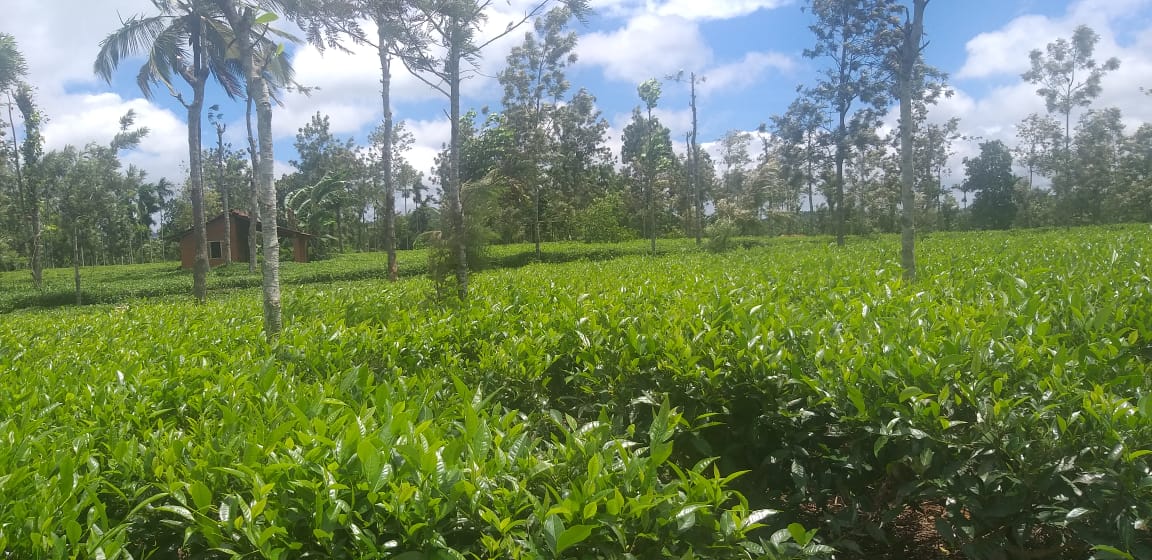 5 Acre tea plantation land for sale in Wayanad Sulthan Bathery Kerala