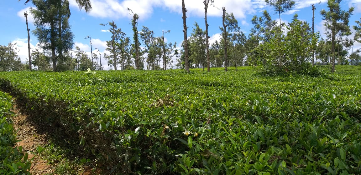 5 Acre tea plantation land for sale in Wayanad Sulthan Bathery Kerala