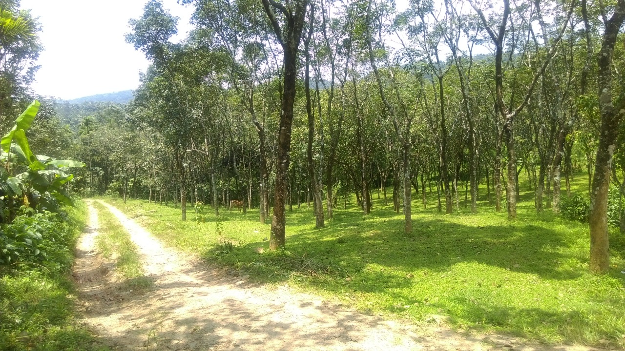 5 Acre Rubber plot for sale in Wayanad
