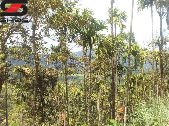 1 Acre land for sale at Mananthavady, Wayanad