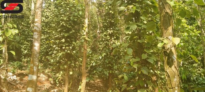 4 acre farmland for sale in Kenichira, Shas Realtors Wayanad