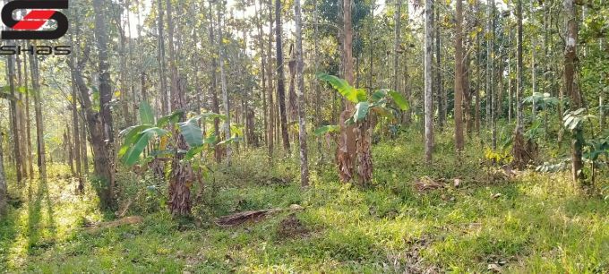 4 acre farmland for sale in Kenichira, Shas Realtors Wayanad