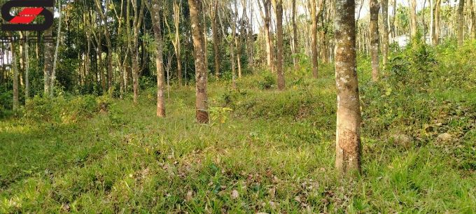 4 acre farmland for sale in Kenichira, Shas Realtors Wayanad