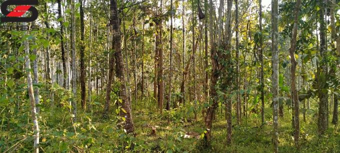 4 acre farmland for sale in Kenichira, Shas Realtors Wayanad