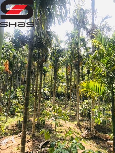 Agricultural land with houses for sale in Nilgiris, Ooty