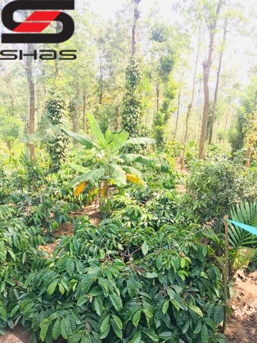 Agricultural land with houses for sale in Nilgiris, Ooty