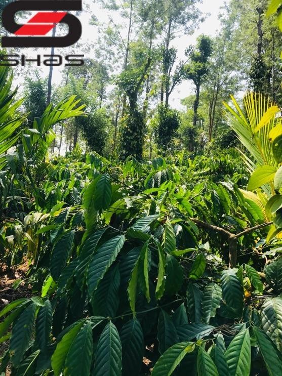 Agricultural land with houses for sale in Nilgiris, Ooty