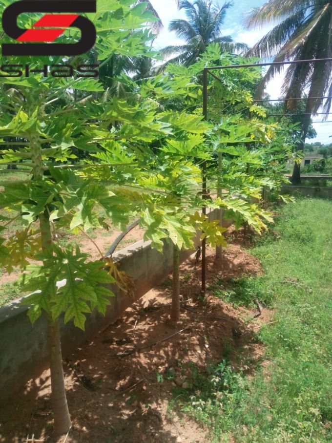 Land with farm house for sale in Srirangapatna, Mysore, Karnataka