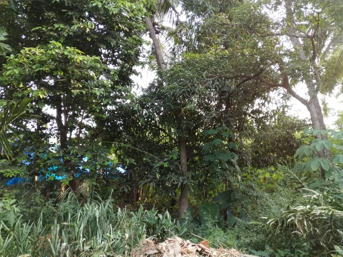 Traditional house with land for sale in Palakkad, Kerala
