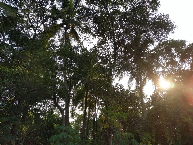 Traditional house with land for sale in Palakkad, Kerala