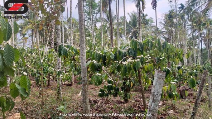 Rubber and coffee plantation for sale in Kenichira, Wayanad