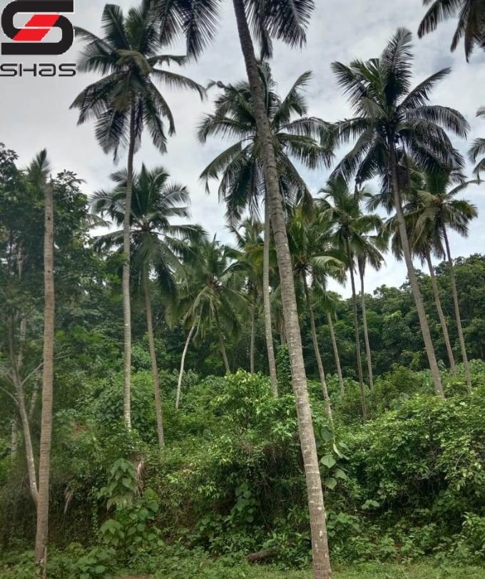 Agricultural land and house for sale Cherkala junction, Kasaragod