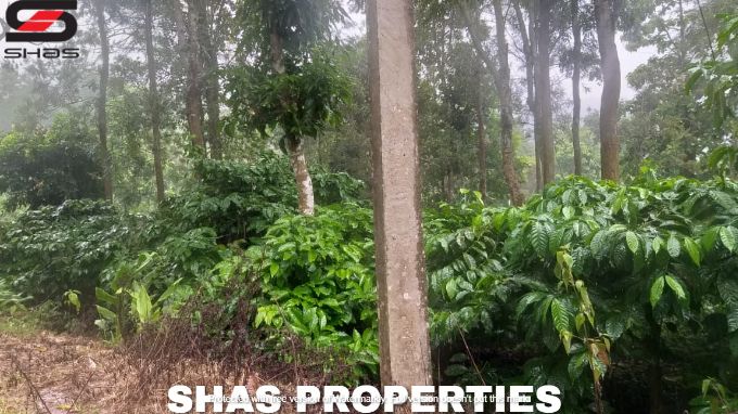 Farmland in Kenichira for sale, Wayanad Properties