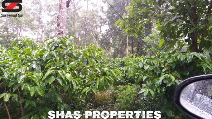 Farmland in Kenichira for sale, Wayanad Properties