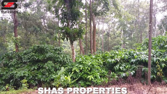 Farmland in Kenichira for sale, Wayanad Properties