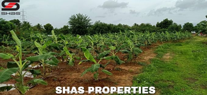 Farmland for sale in Alathur, Palakkad
