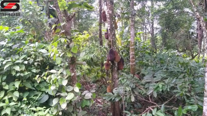 Land and house in Meenangadi, Wayanad Properties for sale
