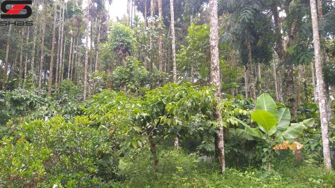 Land and house in Meenangadi, Wayanad Properties for sale