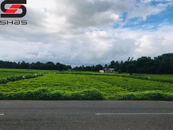Farmland for sale in Alathur, Palakkad Kerala
