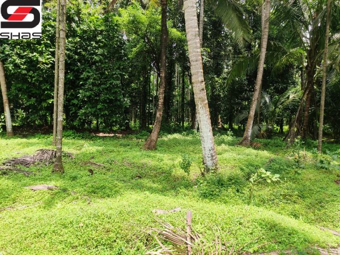 Land or parambu for sale near Kodunthirapully, Palakkad