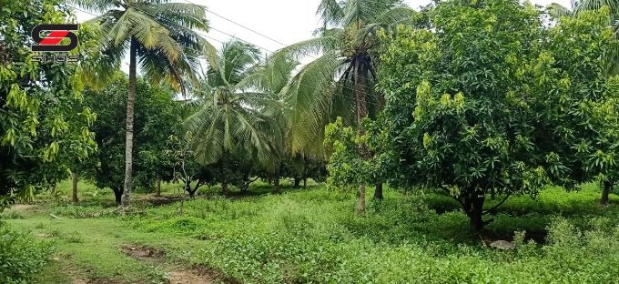 45 acre farmland for sale in Chemmanampathy, Palghat