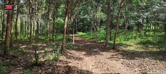 7.31 Acre mixed farmland for sale in Alathur, Palakkad