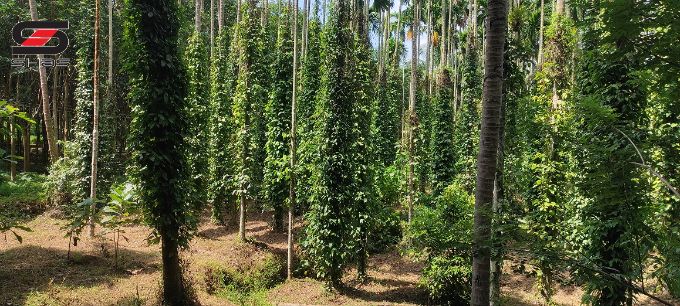 7.31 Acre mixed farmland for sale in Alathur, Palakkad
