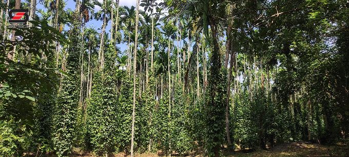 7.31 Acre mixed farmland for sale in Alathur, Palakkad