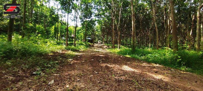 7.31 Acre mixed farmland for sale in Alathur, Palakkad