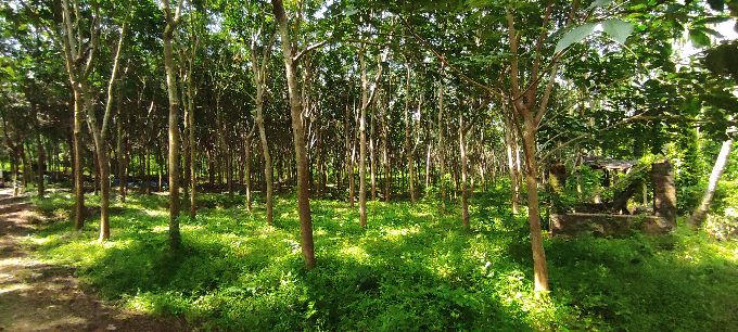 7.31 Acre mixed farmland for sale in Alathur, Palakkad