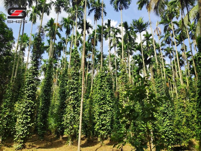 7.31 Acre mixed farmland for sale in Alathur, Palakkad