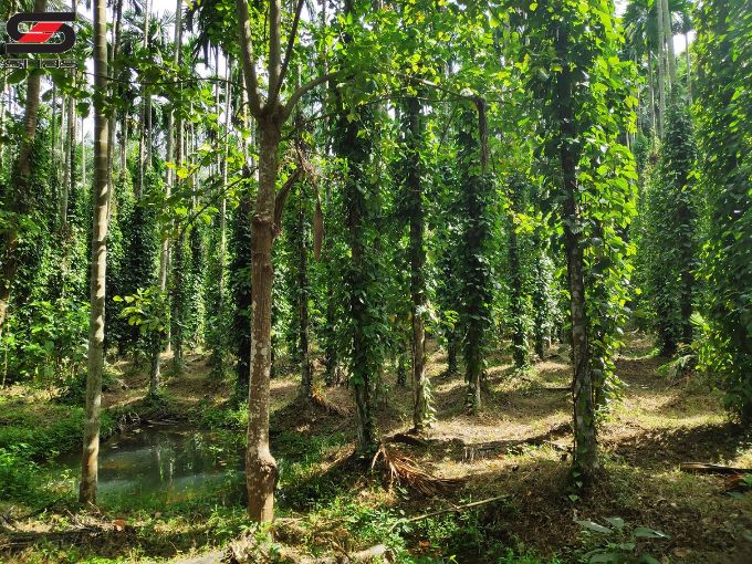 7.31 Acre mixed farmland for sale in Alathur, Palakkad