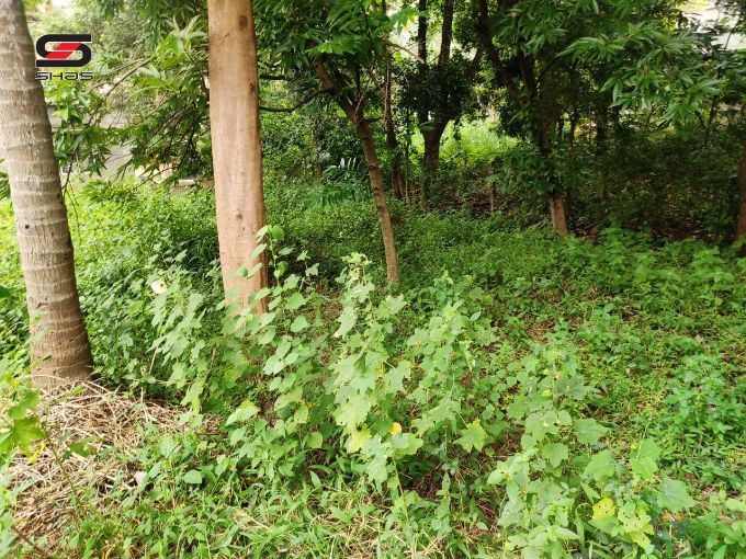 House plot for sale in Parali, Palakkad