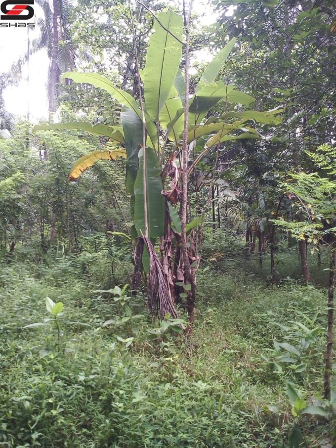 Farmland for sale in Mannarkkad, Palakkad