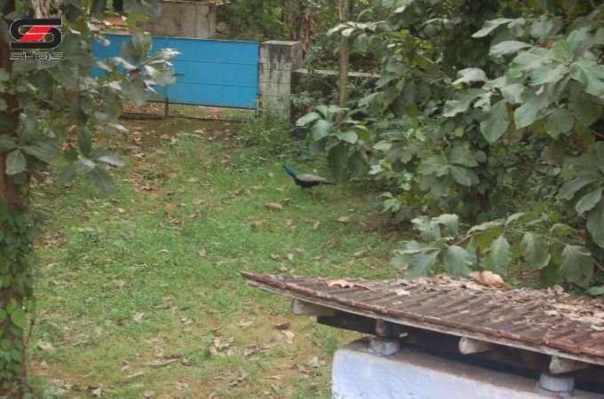 5 BHK house for sale in Katampazhipuram, Palakkad
