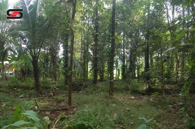 5 BHK house for sale in Katampazhipuram, Palakkad