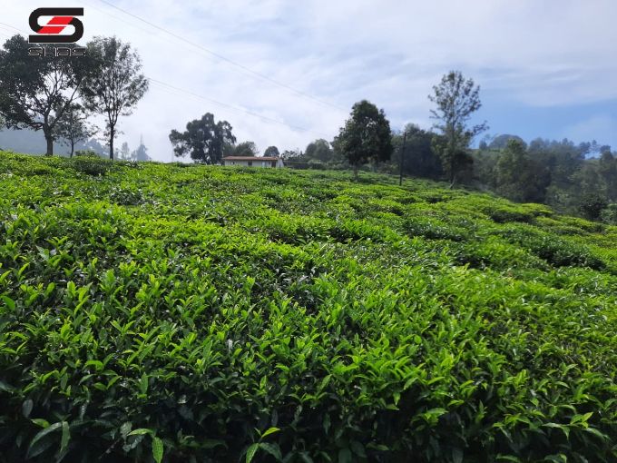 Tea estate for sale in Ooty, Nilgiris
